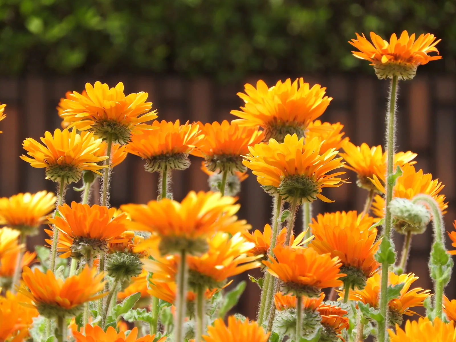 オンライン法要のサムネイル